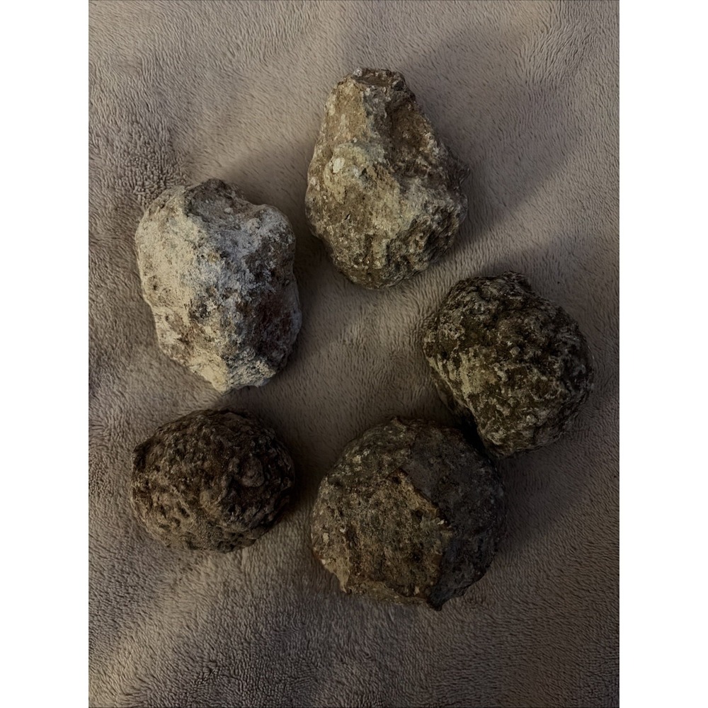 Five Unbroken Natural‎ Geodes Herkimer NY 2 Lbs 7 Oz
